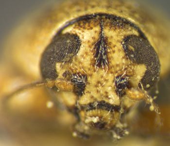 Media type: image;   Entomology 4299 Aspect: head frontal view